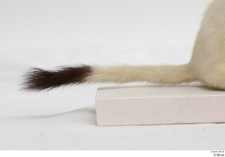 Weasel tail 0003.jpg